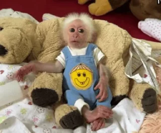 Video sticker 🐒 Baby Monke Zizi