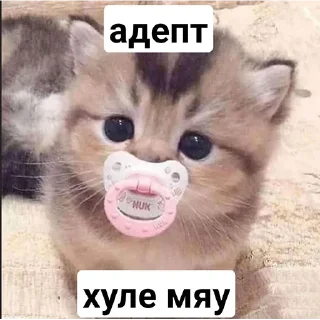 Video sticker 🥸 Хуананзион в моём сердечке❤️