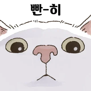 Sticker 💬 얼빡샷 고양이 By @KakaoEmoticon