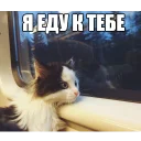 Sticker 🚊 Котеечные дела