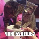 Sticker ☕ Котеечные дела