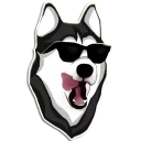 Video sticker 😎 Reisenderra's Husky