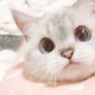 Video sticker ❓ funny kitten :)