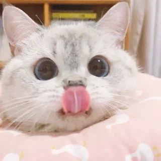 Sticker 👄 funny kitten :)