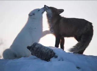 Video sticker 🦊 Салат