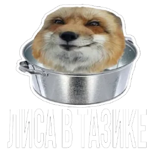 Sticker 😒 Лисички