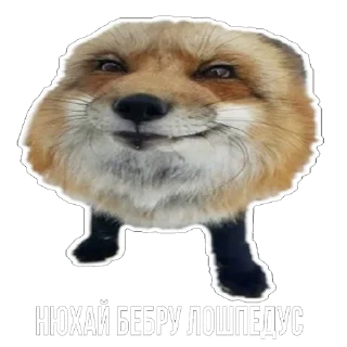 Sticker 😃 Лисички