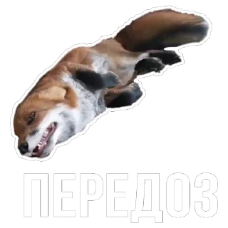 Sticker 😢 Лисички