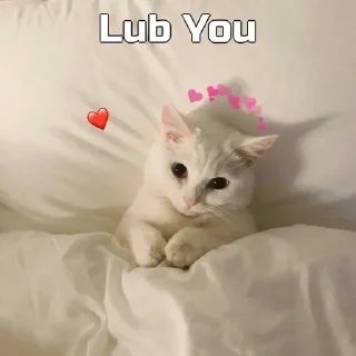 Video sticker 💛 Funny cat [ @OWNER_OF_S0UL ]